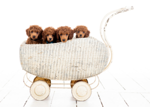 Zwergpudelwelpen vom roten Bernstein