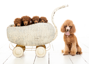 Zwergpudelwelpen vom roten Bernstein