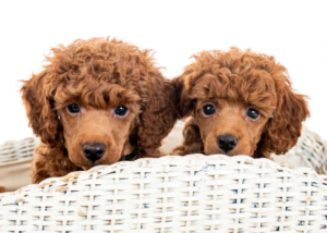 Zwergpudelwelpen vom roten Bernstein