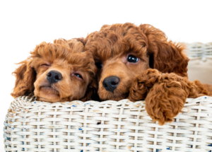 Zwergpudelwelpen vom roten Bernstein