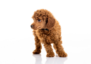 Zwergpudelwelpen vom roten Bernstein