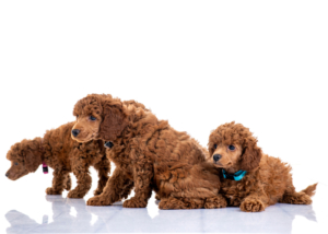 Zwergpudelwelpen vom roten Bernstein