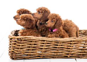 Zwergpudelwelpen vom roten Bernstein