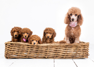 Zwergpudelwelpen vom roten Bernstein