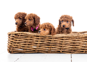 Zwergpudelwelpen vom roten Bernstein