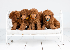 Zwergpudelwelpen vom roten Bernstein