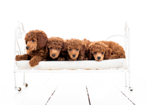 Zwergpudelwelpen vom roten Bernstein