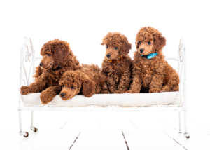 Zwergpudelwelpen vom roten Bernstein