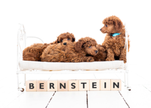 Zwergpudelwelpen vom roten Bernstein