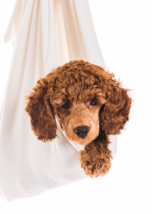 Zwergpudelwelpe vom roten Bernstein