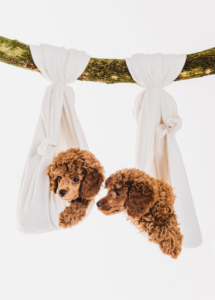 Zwergpudelwelpe vom roten Bernstein