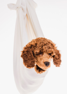 Zwergpudelwelpe vom roten Bernstein