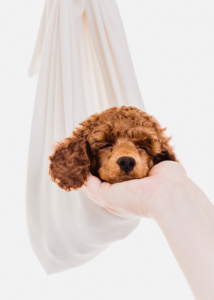 Zwergpudelwelpe vom roten Bernstein