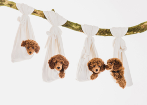 Zwergpudelwelpen vom roten Bernstein