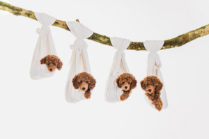 Zwergpudelwelpen vom roten Bernstein