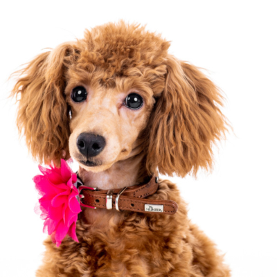 Figaro Dynamic Toy’s Pia Princess