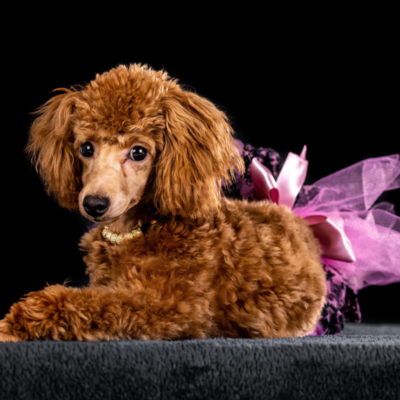 Figaro Dynamic Toy’s Pia Princess