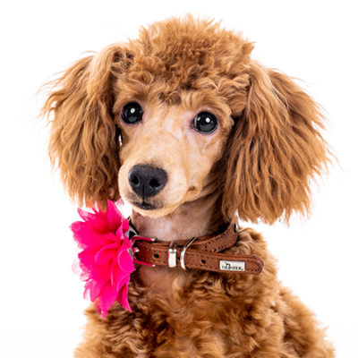 Figaro Dynamic Toy’s Pia Princess