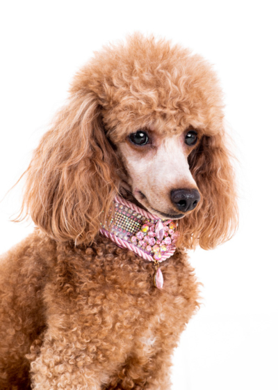 Figaro Dynamic Toy’s Zarina