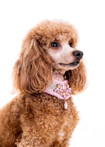 Figaro Dynamic Toy’s Zarina