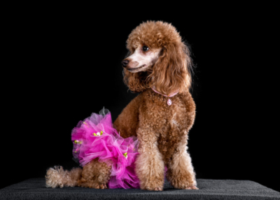 Figaro Dynamic Toy’s Zarina