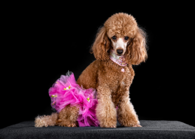 Figaro Dynamic Toy’s Zarina