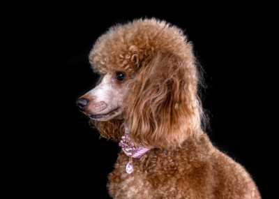 Figaro Dynamic Toy’s Zarina